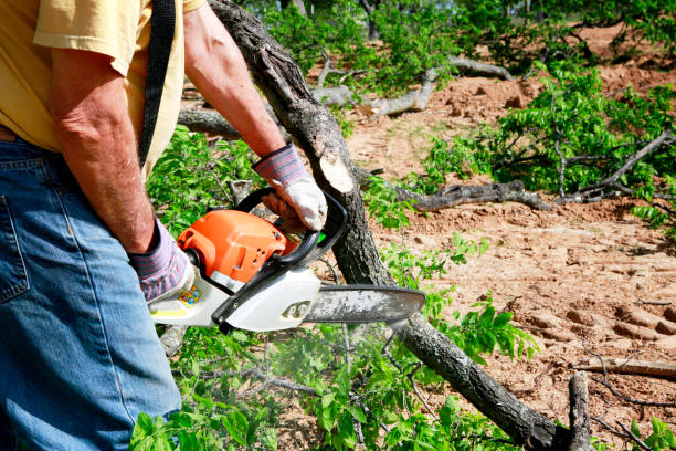 Best Tree Root Removal  in Pleasant Grove, UT